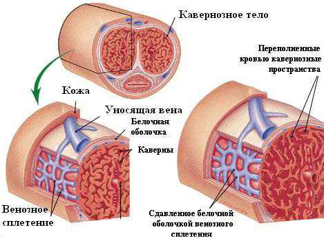 Мужской член после помпы